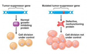 Gen Supresor Tumor